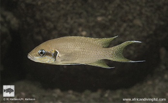 Neolamprologus brichardi 'Mikongolo Island'